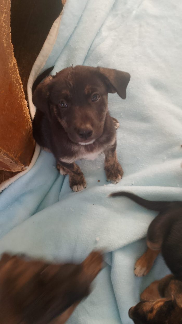 Tito 2mesi e 1/2 tg medio/ grande SOS SALVEZZA. CAGLIARI