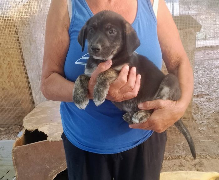 Tito 2mesi e 1/2 tg medio/ grande SOS SALVEZZA. CAGLIARI