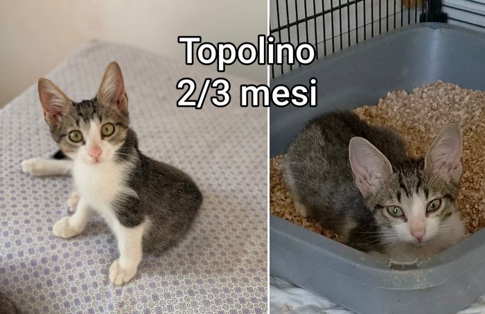 Chiamate x salvarli