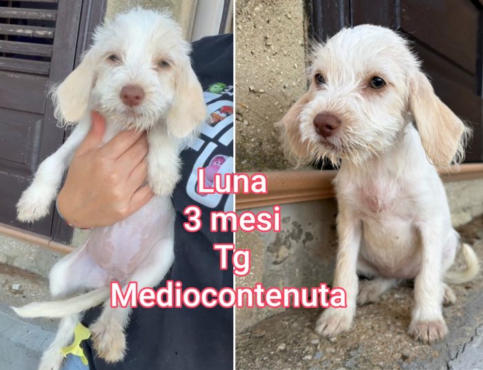 2-3 mesi cercano casa - media 6