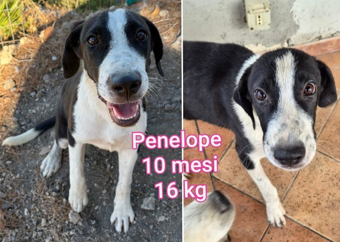 Tanti cagnolini piccolini