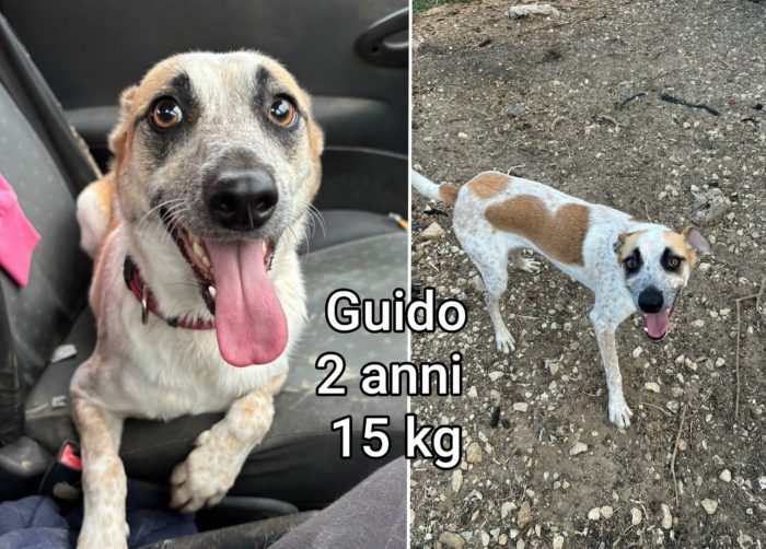 Tanti cagnolini piccolini