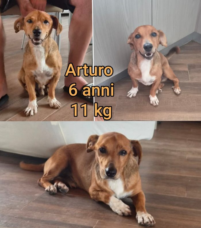 Tanti cagnolini piccolini