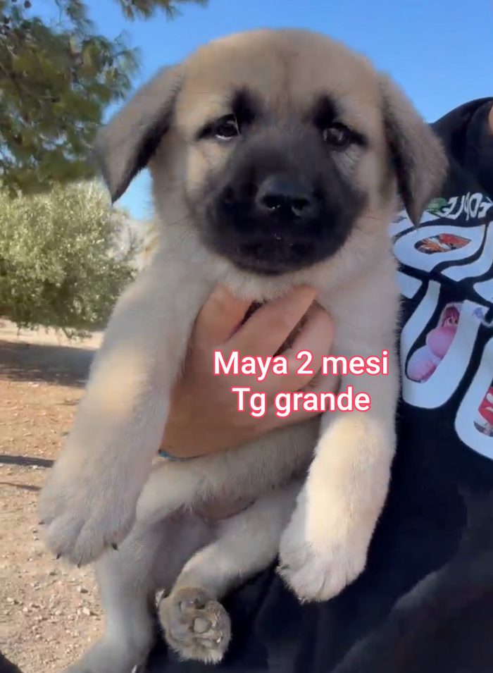 Cuccioli abbandonati! Emergenza