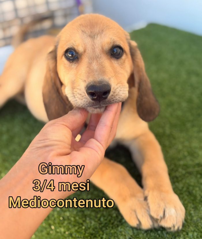 Cuccioli abbandonati! Emergenza