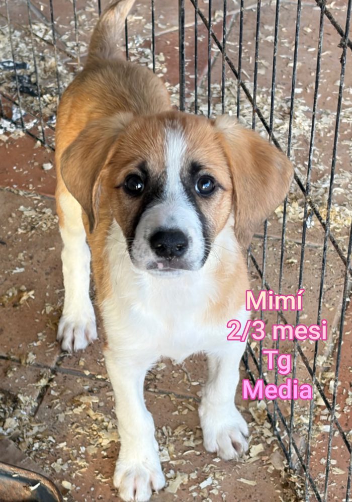 Cuccioli abbandonati! Emergenza - media 7