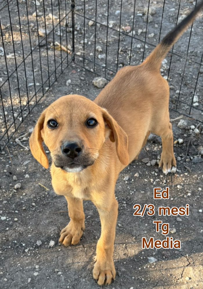 Cuccioli abbandonati! Emergenza - media 8