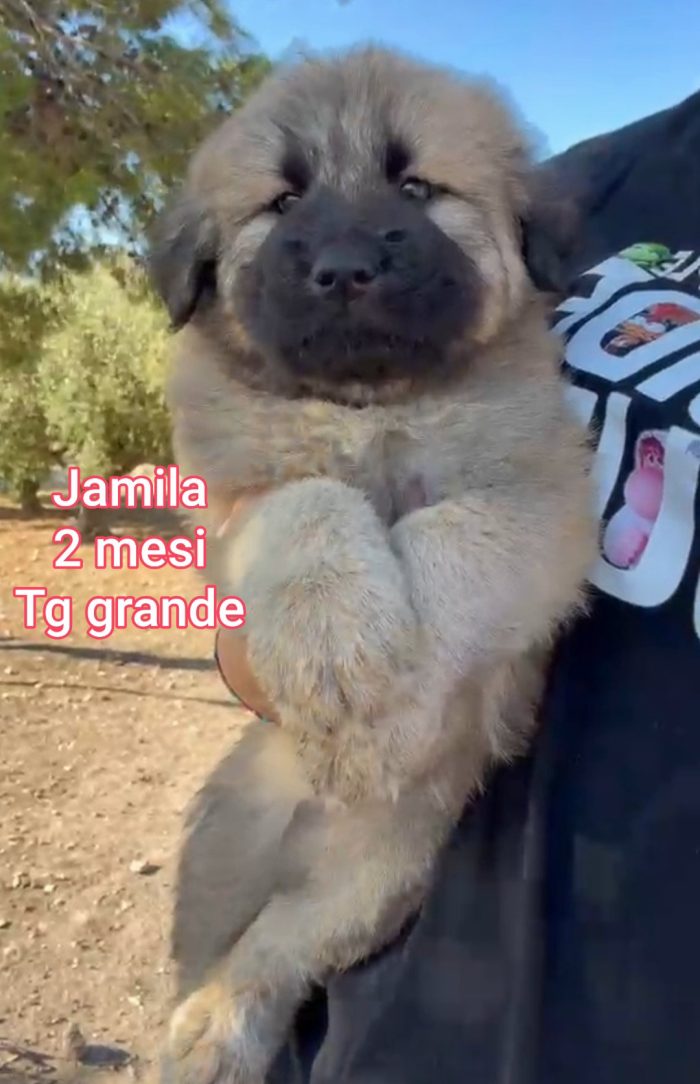 Cuccioli abbandonati! Emergenza - media 10