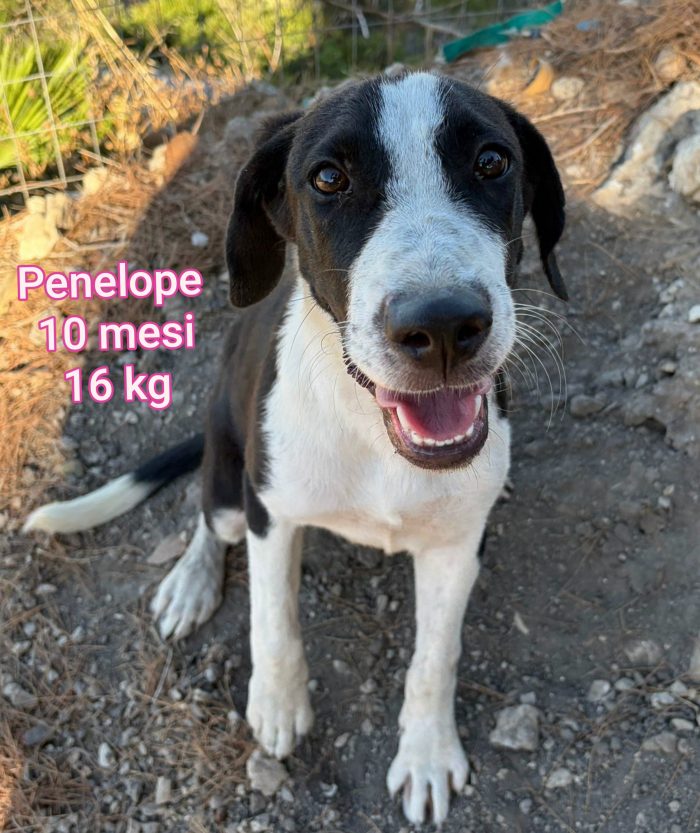 Cani taglia piccola - media 4