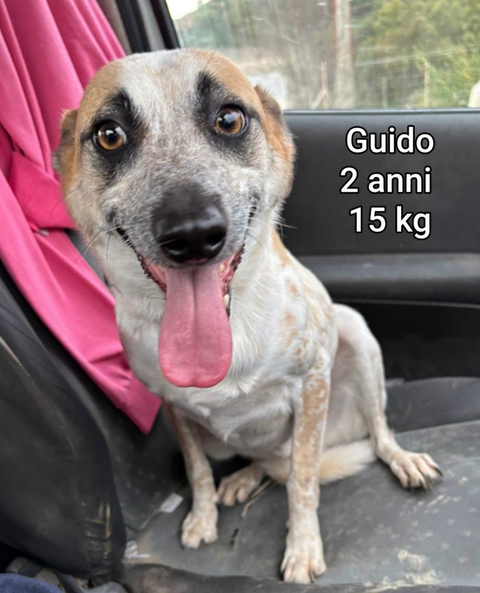 Cani taglia piccola - media 5
