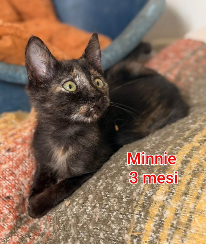 Micini bisognosi in cerca d'amore