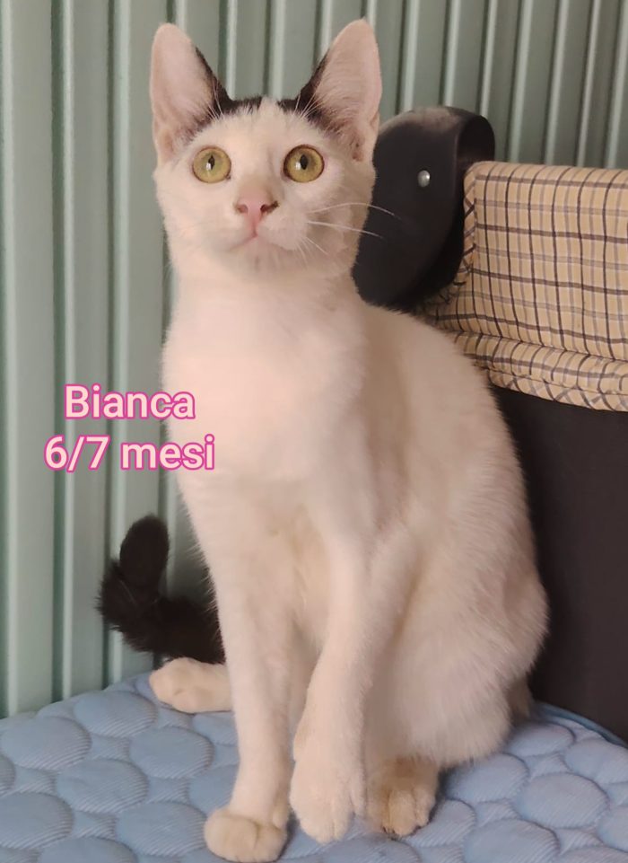 Micini bisognosi in cerca d'amore