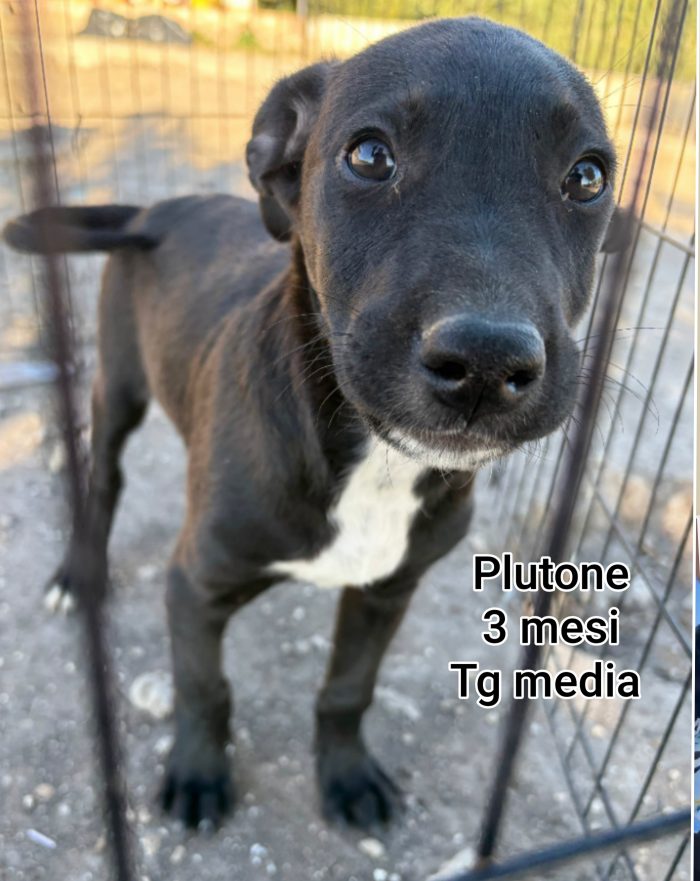 Cuccioli bisognosi senza casa né amore