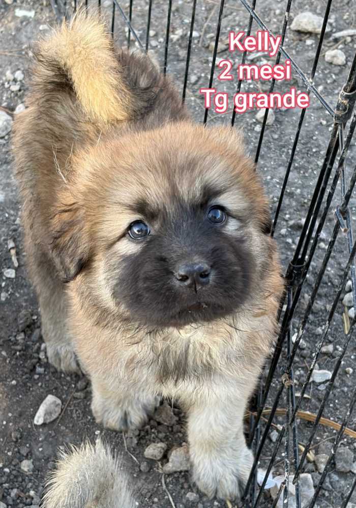 Cuccioli bisognosi senza casa né amore - media 4
