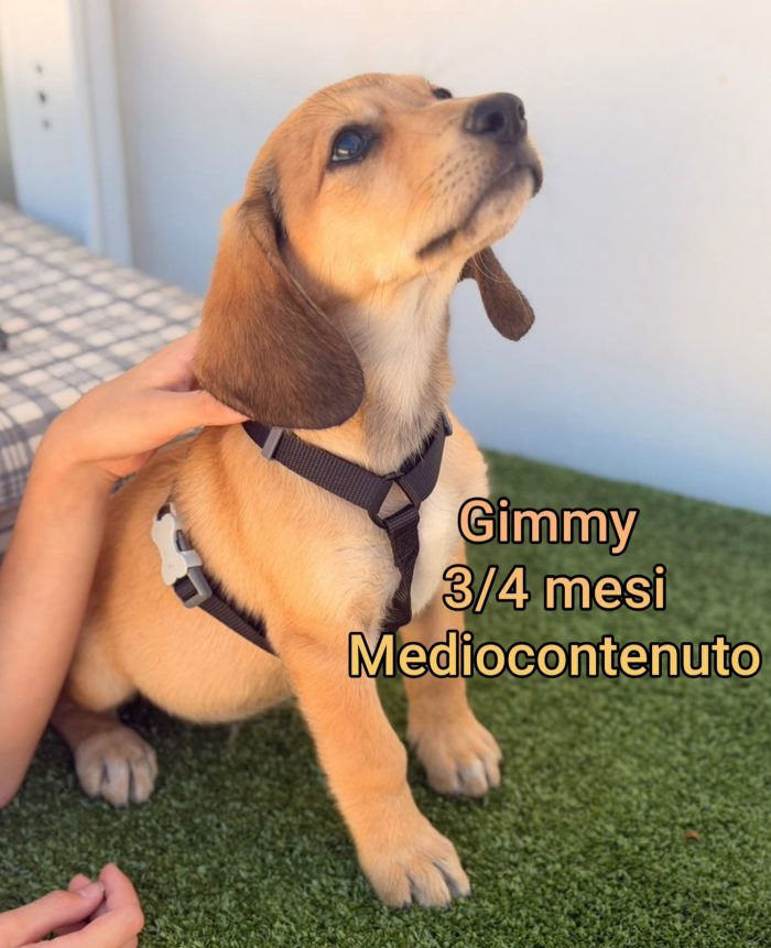 Cuccioli bisognosi senza casa né amore - media 5