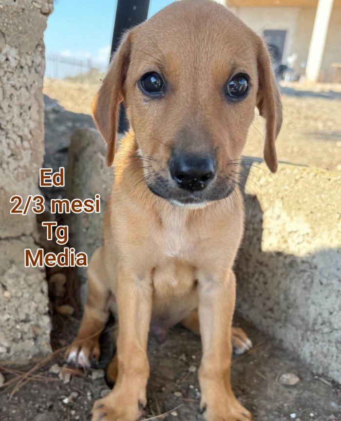Cuccioli bisognosi senza casa né amore - media 6