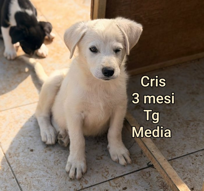 Cuccioli bisognosi senza casa né amore - media 7