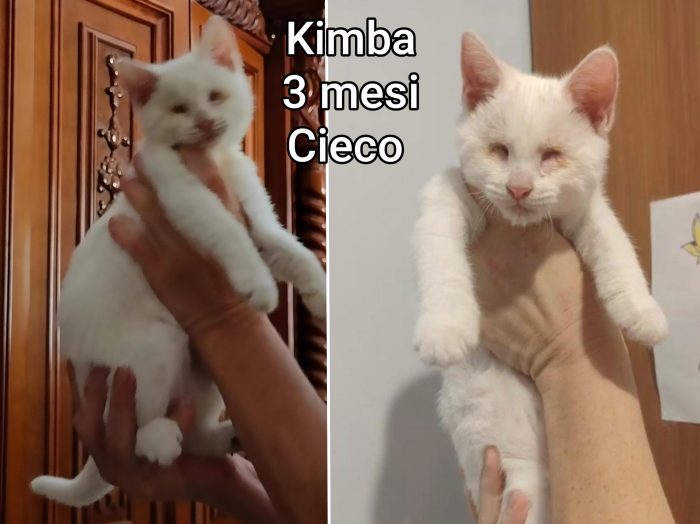 Miao! Siamo sommerse dai gattini