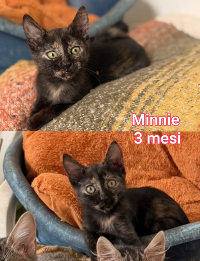 Miao! Siamo sommerse dai gattini