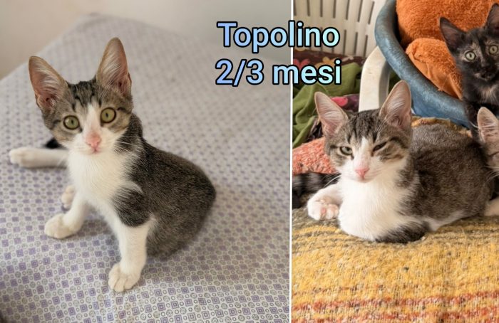 Miao! Siamo sommerse dai gattini - media 4