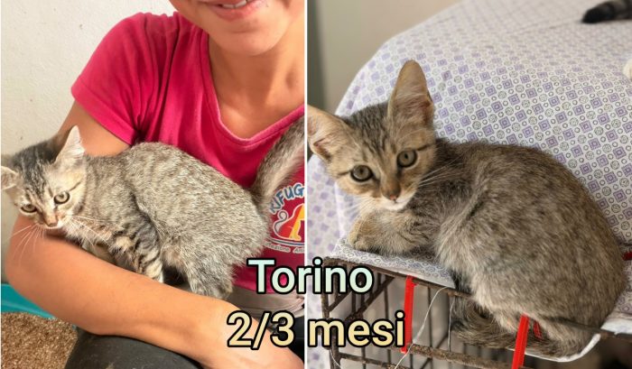 Miao! Siamo sommerse dai gattini - media 5