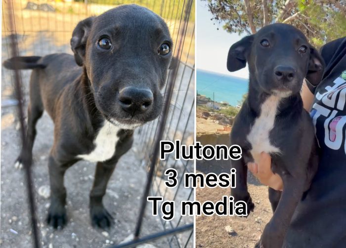 Siamo sommerse dai cuccioli
