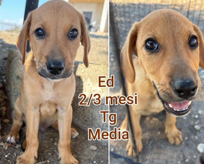 Siamo sommerse dai cuccioli - media 4