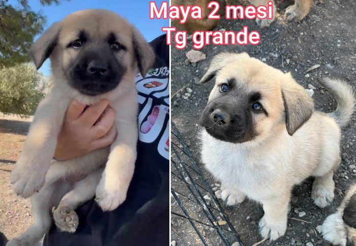 Siamo sommerse dai cuccioli