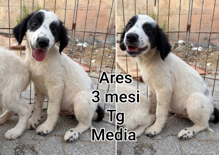 Siamo sommerse dai cuccioli - media 9