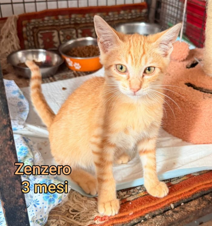 Gattini abbandonati! Urgente