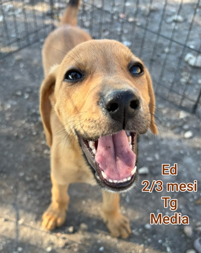 2 mesi: urgenti adozioni