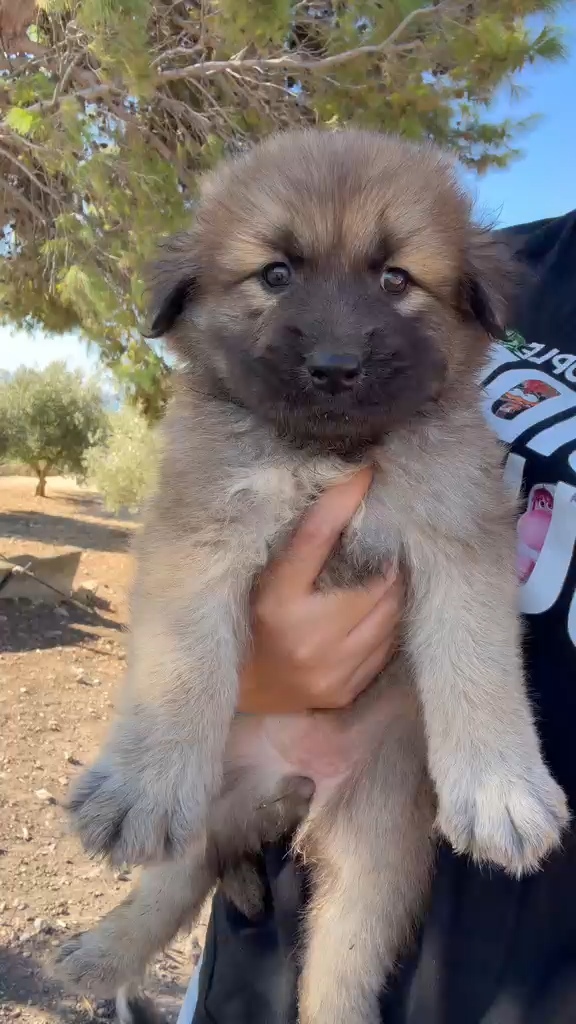 Kelly! Cucciola simil caucaso