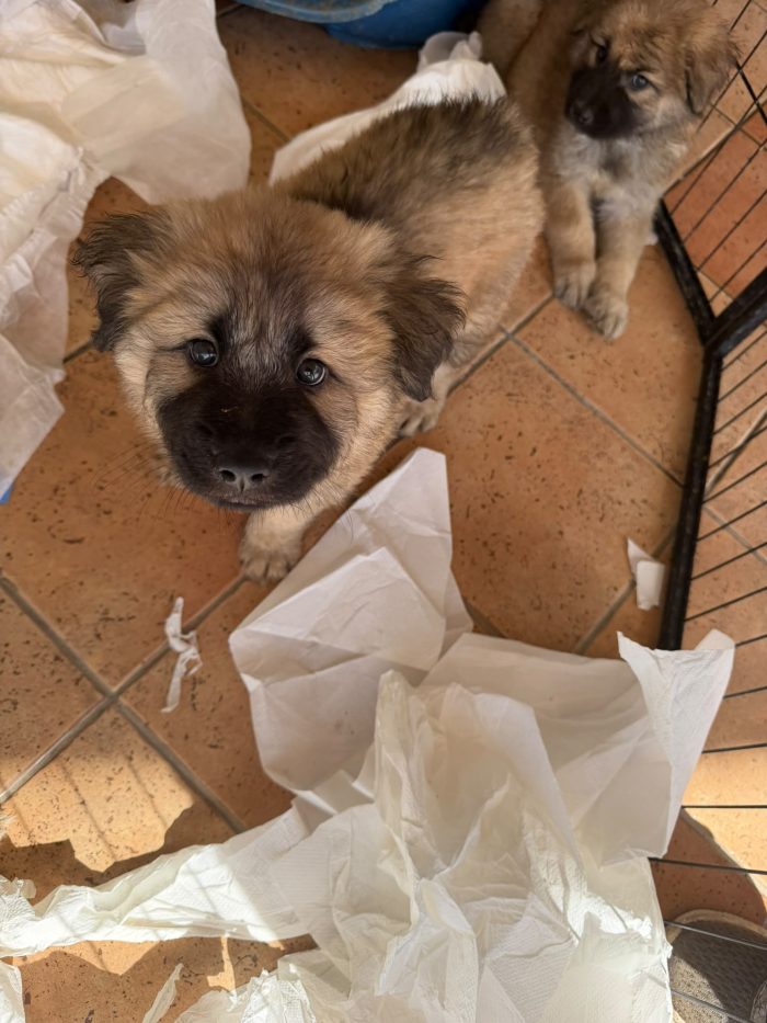 Kelly! Cucciola simil caucaso