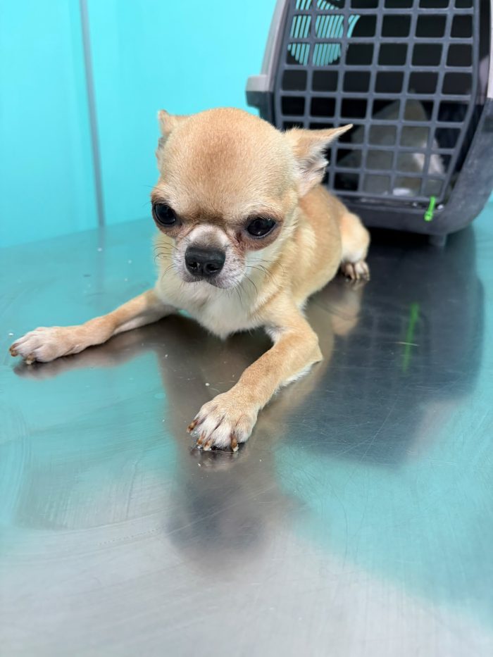 Chihuahua 5 anni
