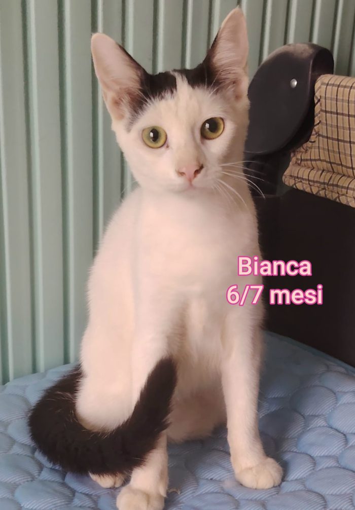 Adorabili micini da salvare - media 5