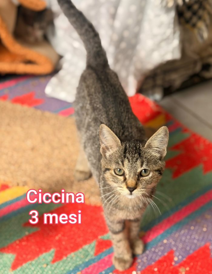 Adorabili micini da salvare - media 4