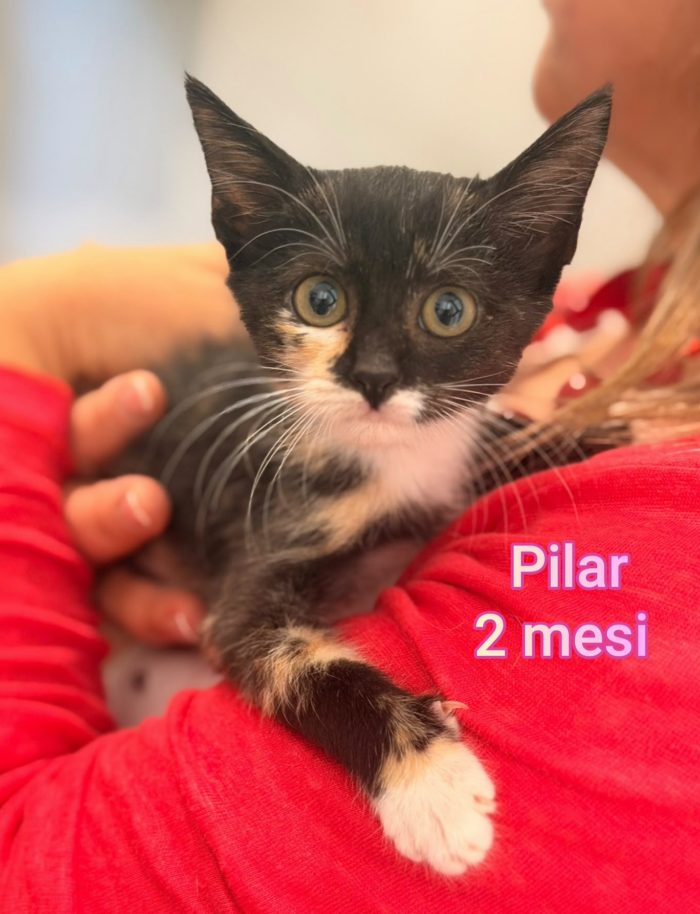 Adorabili micini da salvare - media 6