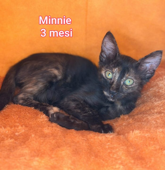 Adorabili micini da salvare - media 8