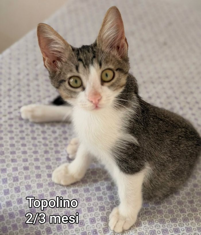 Adorabili micini da salvare - media 7