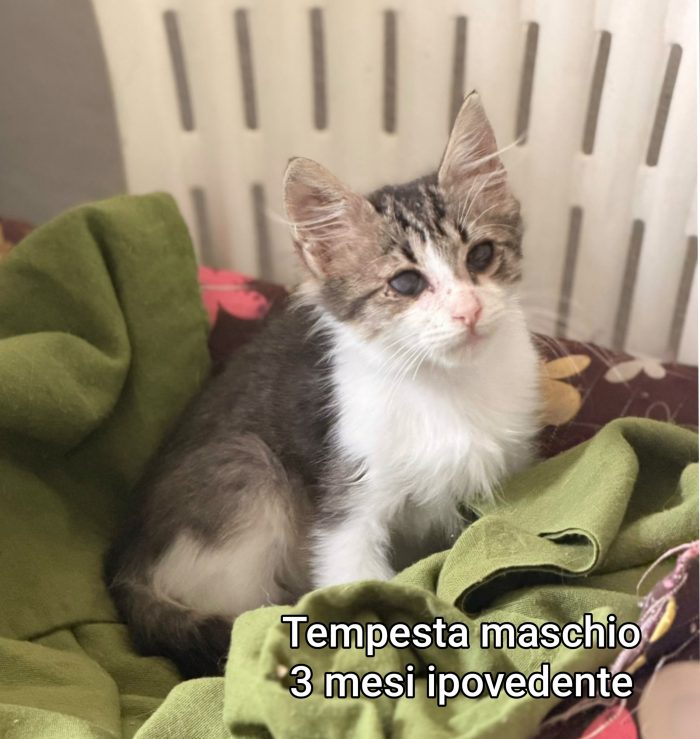 Adorabili micini da salvare - media 9