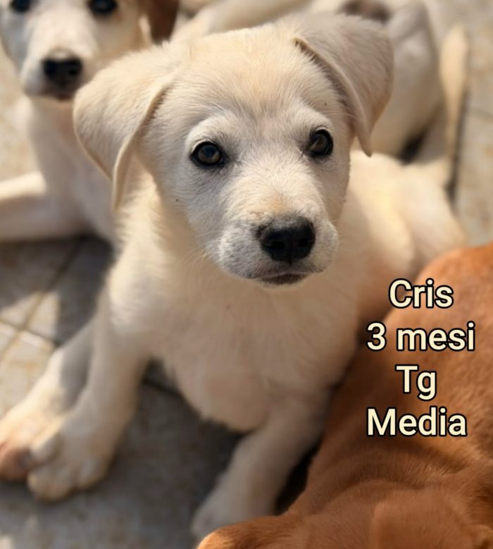 Meravigliosi! 60 giorni in adozione - media 4
