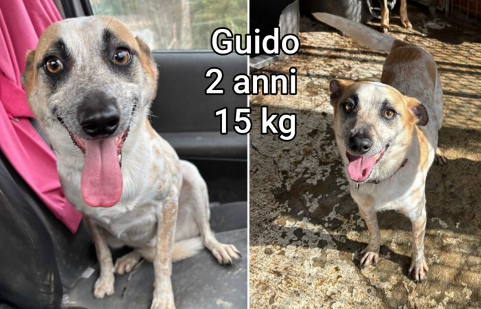 Cani taglie small - media 4