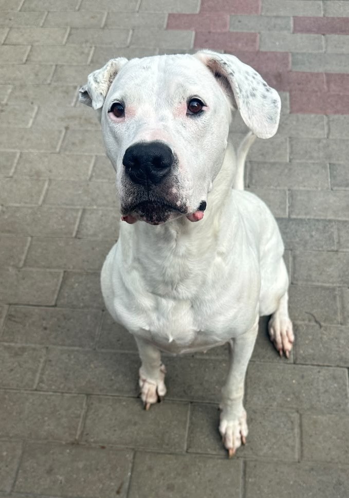 LOLA DOLCISSIMA DOGO