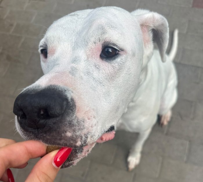 LOLA DOLCISSIMA DOGO