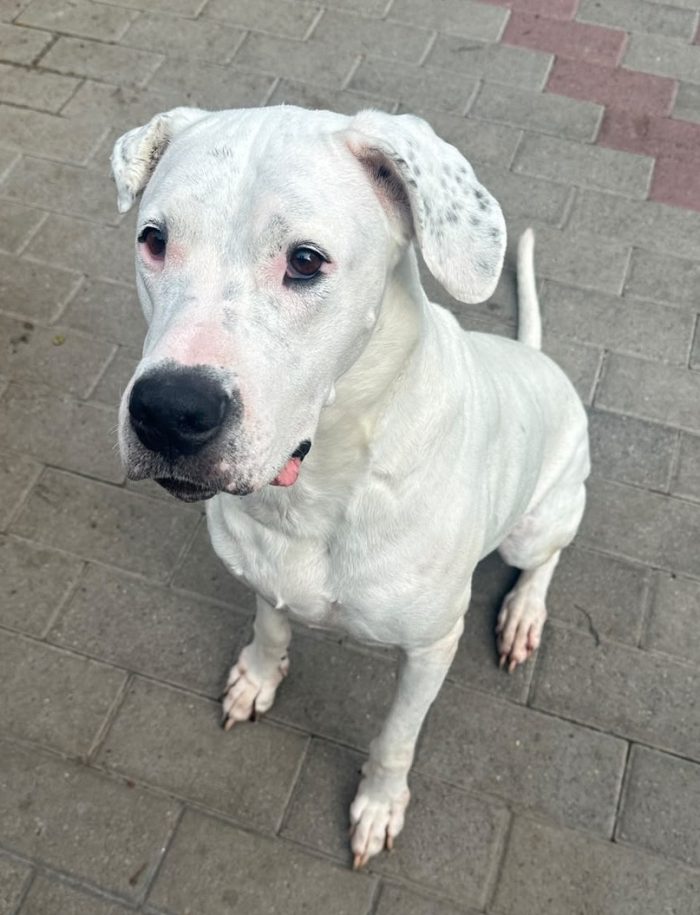 LOLA DOLCISSIMA DOGO