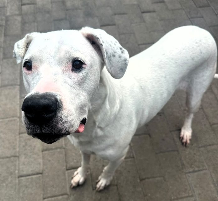 LOLA DOLCISSIMA DOGO - media 5