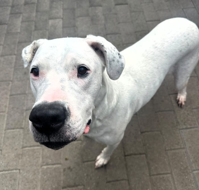 LOLA DOLCISSIMA DOGO - media 6