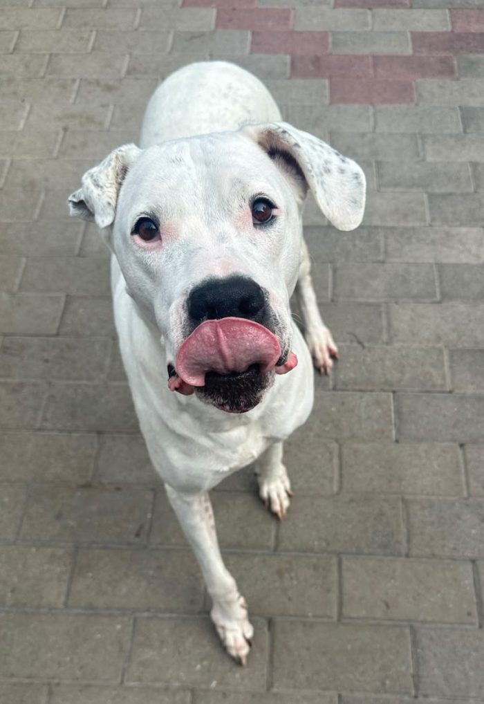 LOLA DOLCISSIMA DOGO - media 4