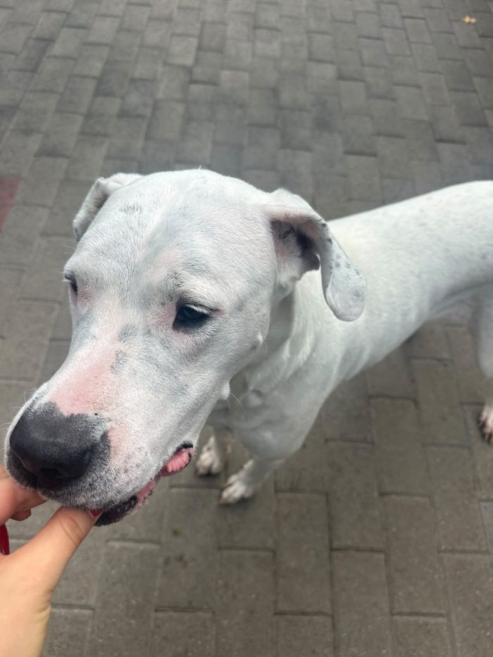 LOLA DOLCISSIMA DOGO - media 8