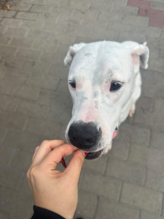 LOLA DOLCISSIMA DOGO - media 7